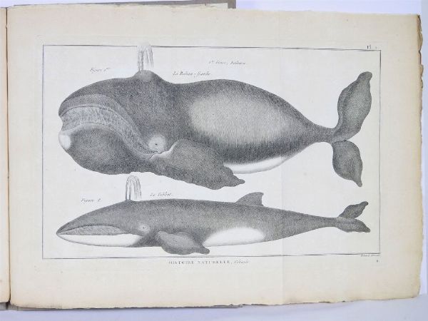 Tableau encyclopdique et mthodique des trois Rgnes de la Nature  - Auction Old books - Digital Auctions