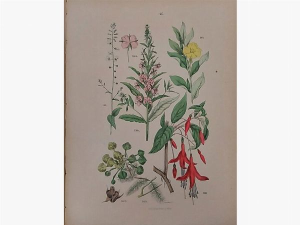 Atlante botanico  - Auction Old books - Digital Auctions