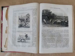 La vita e i costumi degli animali: i mammiferi  - Auction Old books - Digital Auctions