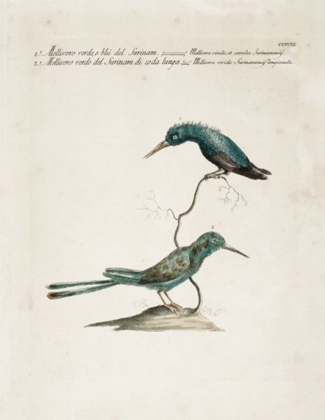 Lotto di tre tavole con piccoli uccelli.  - Auction Graphics & Books - Digital Auctions