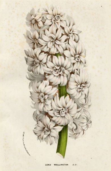 Sette tavole botaniche.  - Asta Grafica & Libri - Digital Auctions