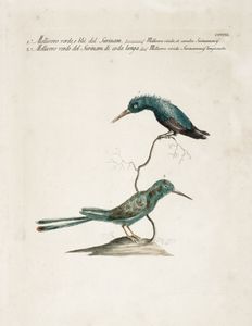 Lotto di tre tavole con piccoli uccelli.  - Auction Graphics & Books - Digital Auctions
