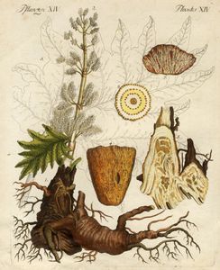 Sette tavole botaniche.  - Auction Graphics & Books - Digital Auctions