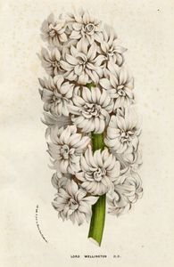 Sette tavole botaniche.  - Auction Graphics & Books - Digital Auctions